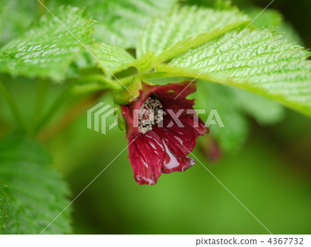 Azumayama safflower strawberry 4367732