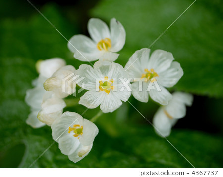 Mr. Azumayama sankayou 4367737