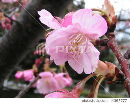 Kawazuzakura in front of Inage Coastal Station where there are also full bloom branches already 4367777