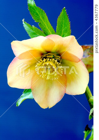 Apricot Christmas rose Apricot Christmas rose 4367779