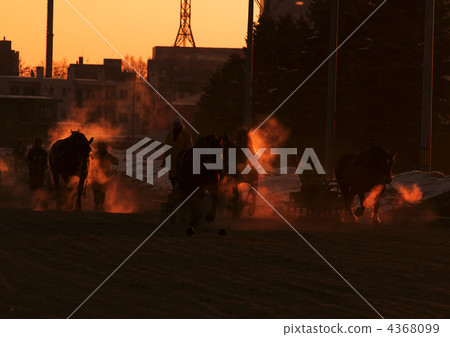 馬 馬兒 新年的問候 4368099