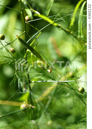 夏季螳螂 夏季螳螂 4368132