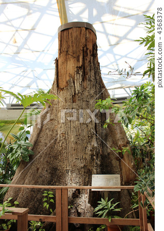 Yume no Island Tropical Botanic Garden 4368378