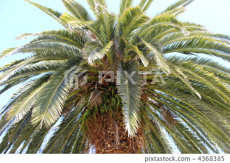 Yume no Island Tropical Botanic Garden 4368385