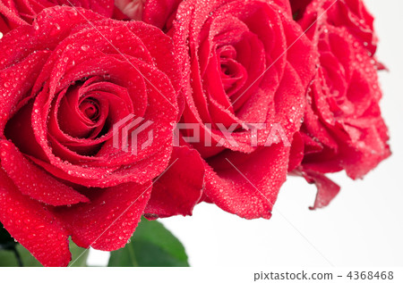 A red rose bouquet with waterdrop A red rose bouquet with waterdrop 4368468