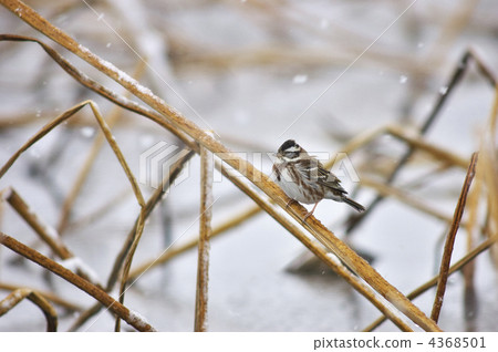 Kashirara Daka 4368501