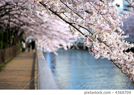 沿著春天帆布運河的櫻花 4368709