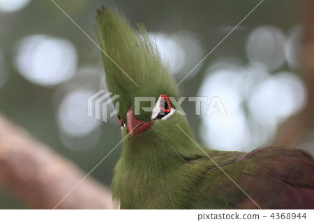 Guinea Eboshidori 4368944