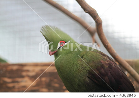 Guinea Eboshidori 4368946