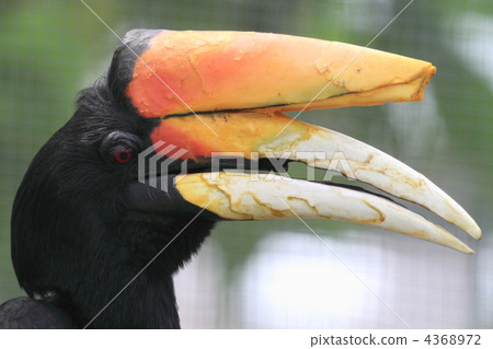 The hornbill The hornbill 4368972