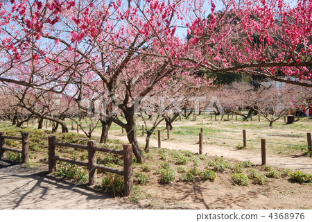 Ogosei plum forest Ogosei plum forest 4368976