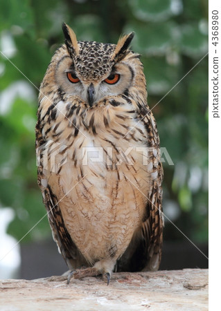 孟加拉Eagleworm 孟加拉Eagleworm 4368980