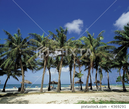 微海灘棕櫚樹 4369291