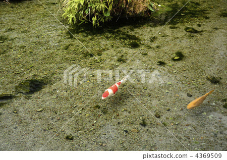 Shimabara spring spring Shimabara spring spring 4369509