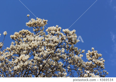 Shiraki lotus tree 4369534