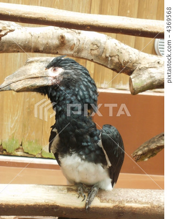 A wonderful beaked hornbill A wonderful beaked hornbill 4369568