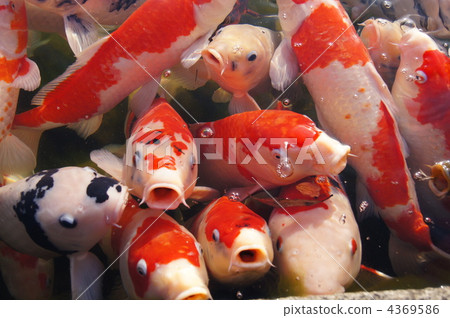 鯉魚,鯉魚,鯉魚! 鯉魚,鯉魚,鯉魚! 4369586