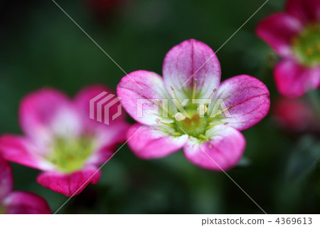 Clouds grass · pink side 4369613