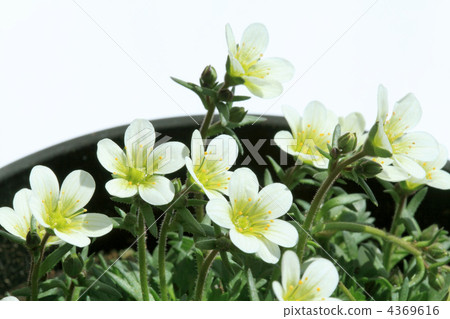Clouds grass · white borders 4369616