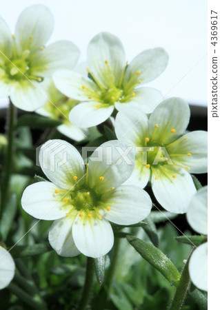 Clouds grass · white vertical Clouds grass · white vertical 4369617