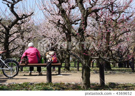 Osaka Castle plum forest Osaka Castle plum forest 4369652