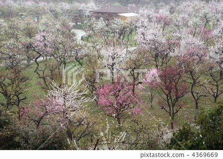 Osaka Castle plum forest Osaka Castle plum forest 4369669