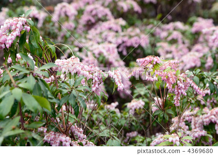 Pale-red carrot 4369680