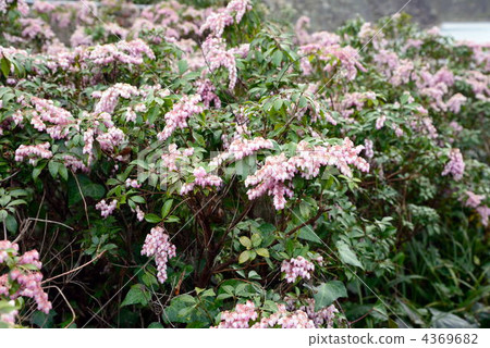 Pale-red carrot 4369682