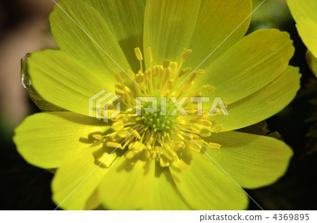 Macro shooting of Fukuju So Macro shooting of Fukuju So 4369895