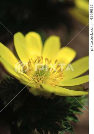 Fukuju的微距拍攝 4369932