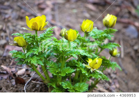 Fukujou的社區 4369953