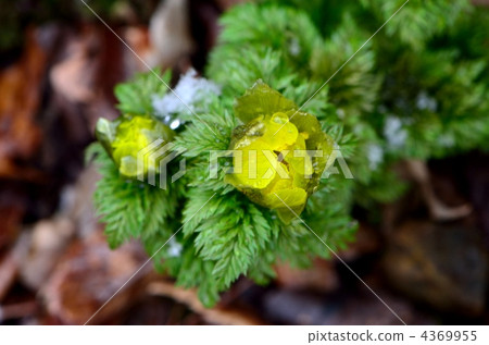 白雪皚皚的一天的黎明 白雪皚皚的一天的黎明 4369955