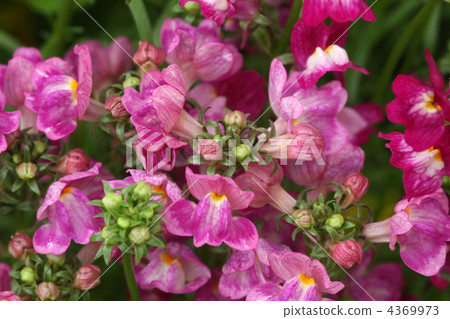 Nemesia 4369973