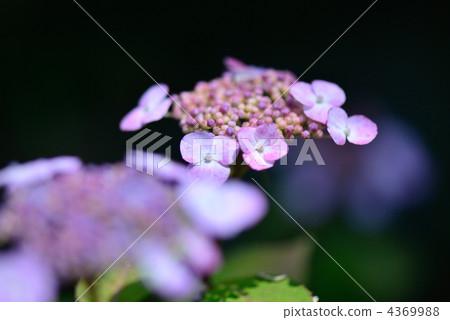 繡球花 繡球 花朵 4369988