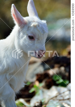 山羊 4369990
