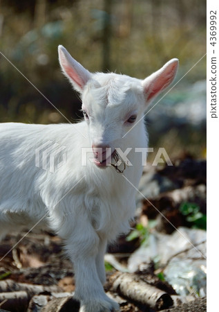 山羊 4369992