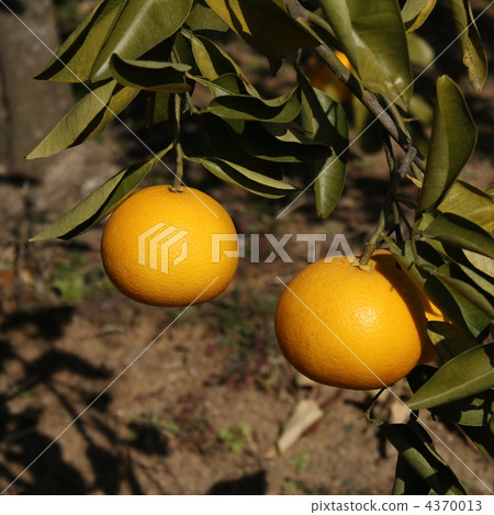 Sweet Mandarin 4370013