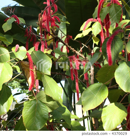 Benihimonoki 4370029