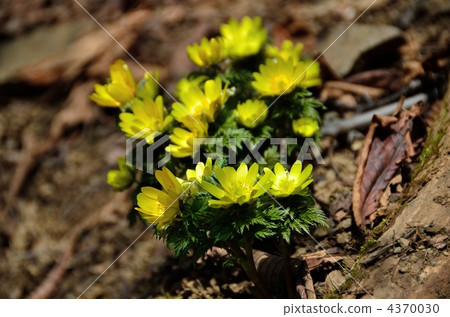 Fukujou的社區 4370030