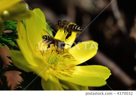 Fukushune and insects 4370032