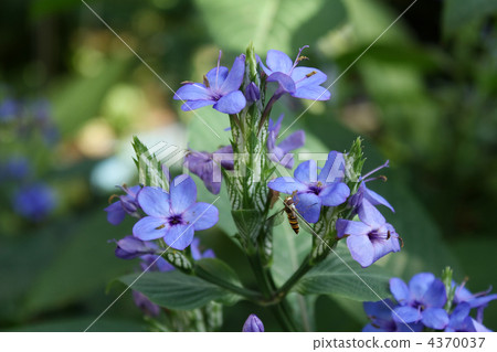 Hozohiratabu and lilyhanagasa 4370037