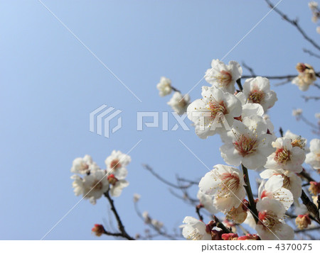 白梅和天空 白梅和天空 4370075