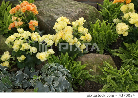 Regus Begonia and Nephrolepis Today Regus Begonia and Nephrolepis Today 4370084