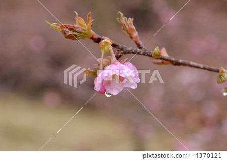 Kawazu cherry tree 4370121