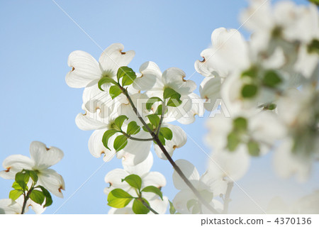cornus florida, flowering dogwood, dogwood 4370136