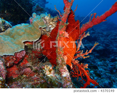 巨頭襞魚科 魚 島尻郡 4370149