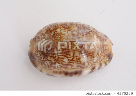 Takaragai (Yakushima Takaragai) 4370239