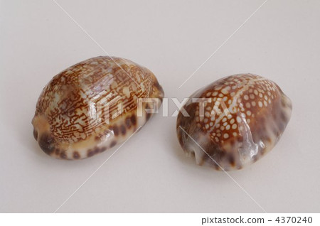 Takaragai (Yakushima Takaragai and Kikko Takaragai) 4370240