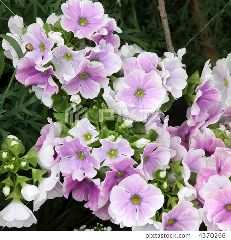 Primula · Obconica Primula · Obconica 4370266