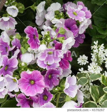 Primula · Obconica and Iberis Primula · Obconica and Iberis 4370267